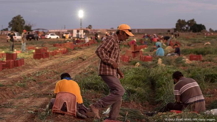 Trabajadores agrícolas cosechando en un campo del Valle de Mexicali en México.