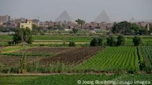 Egypt, Cairo, farming in Nile river delta EGYPT, Cairo, pyramids of Giza, farming in the Nile river delta, due to massive construction and city growth the fertile arable land is decreasing *** AEGYPTEN, Kairo, Pyramiden von Gizeh, Landwirtschaft im Nil Flussdelta, durch zunehmenden Bau von Haeusern schrumpft die fruchtbare landwirtschaftliche Flaeche drastisch und das Land wird weiter abhängig von Weizenimporten Cairo Cairo Egypt