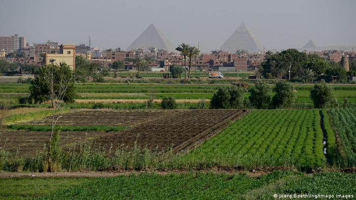 Tierras de cultivo en el Delta del Nilo en Egipto, al fondo la Gran Pirámide de Guiza.