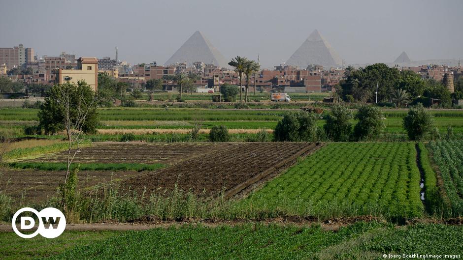 تحليل: هل تنجح الحكومة المصرية في مواجهة مشكلة نقص الأغذية؟