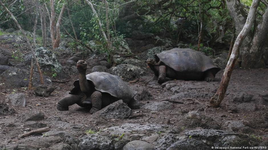 Ecuador Galapagos San Cristobal, neue Schildkrötenart