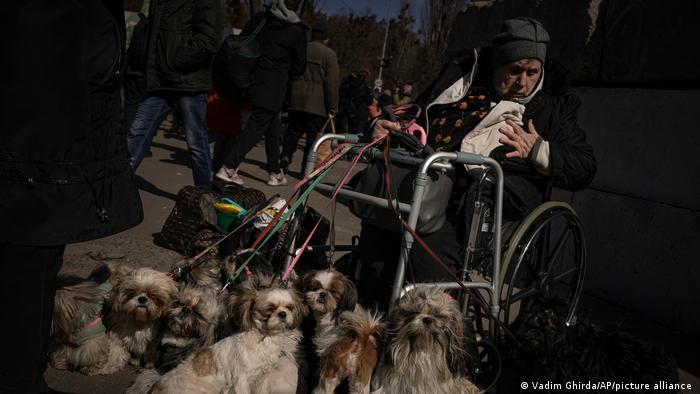 Жінка з собаками в Києві