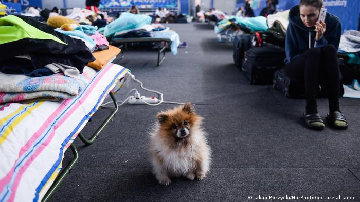 Собака в центрі для біженців у Кракові