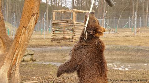 Information about bears - FOUR PAWS International - Animal Welfare  Organisation