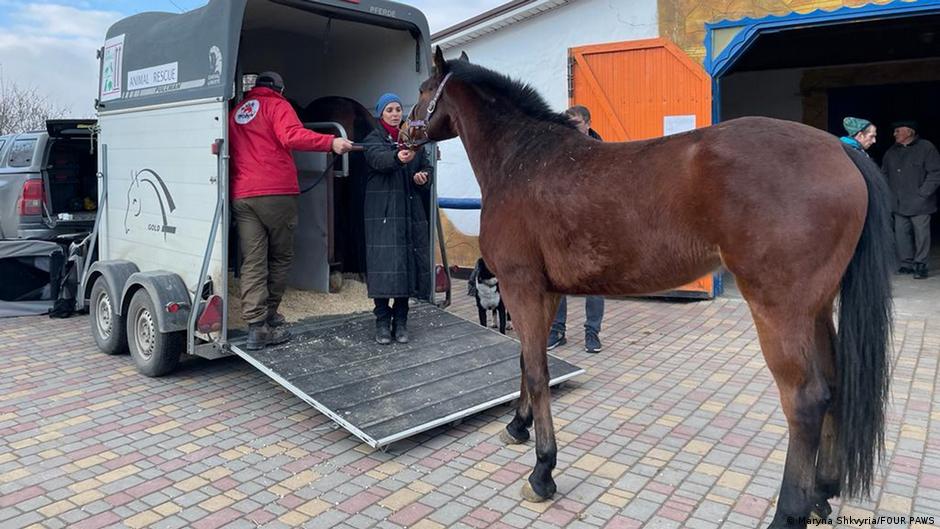 A brown horse is led to a transport truck by two volunteers