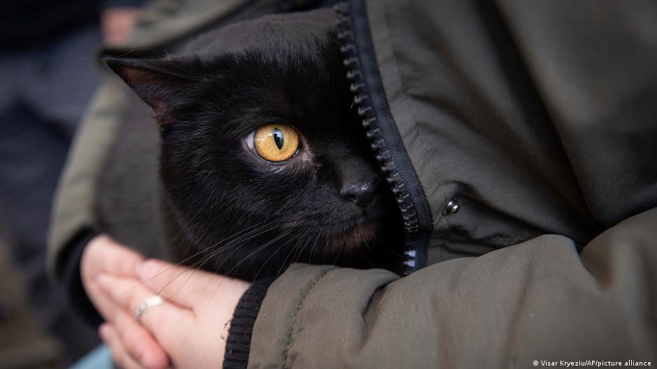 A woman shelters a black cat with yellow eyes, as it peeks out of her khaki-colored jacket