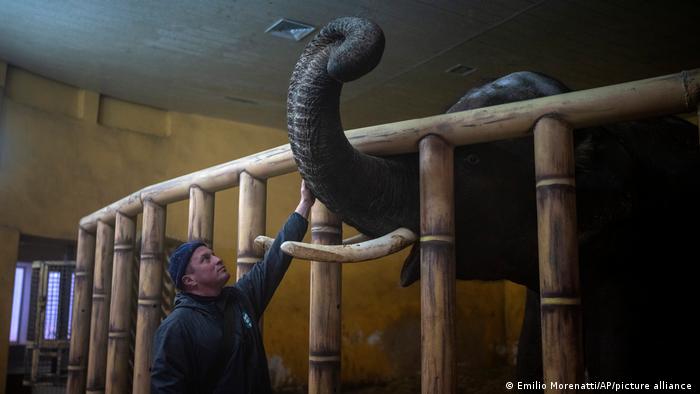 Директор Киевского зоопарка Кирилл Трантин в слоновнике