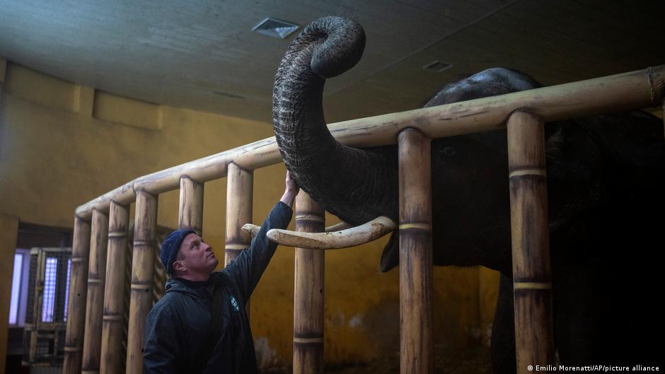 Animal keeper Kirilo Trantin comforts an elephant at the Kiev Zoo in Kyiv, Ukraine