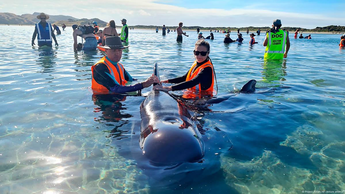 Hundreds of whales beached on New Zealand islands - ABC News