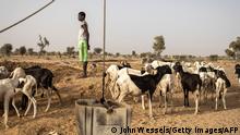 A herder watches as his sheep drink water collected from a makeshift water well, dug into a dried up river bed on the outskirts of the village of Madina Torobe, Matam Region on March 12, 2022. - Some herders will walk for hours to get to the nearest animal water point. Access to drinking water in the North West areas of Senegal is a constant issue. Through the months of November to August no rain will fall, rivers and natural lakes dry up. Not all areas have drinking wells and flowing taps and if there are, the water is dirty or specifically for animals. Fulani Pastoralists and families living in these remote villages sometimes need to resort to digging large holes in dried out river beds in search of cleaner drinking water from them and their animals. (Photo by JOHN WESSELS / AFP) (Photo by JOHN WESSELS/AFP via Getty Images)