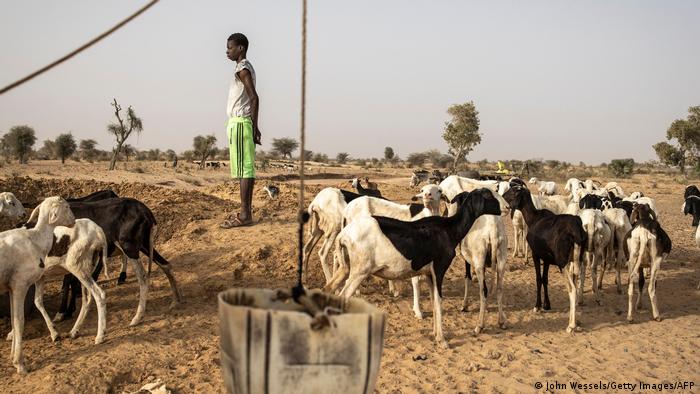Les éleveurs peuls sont de plus en plus la cible de violences dans les pays sahéliens