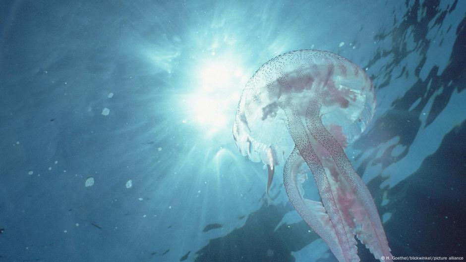 Mapping the world's oceans — a blessing or a curse?