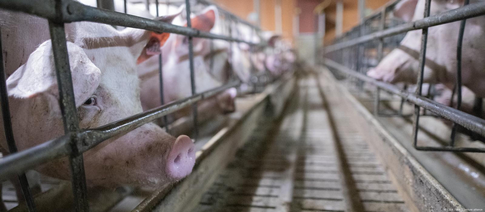 German farmers hit by Ukraine war and pork crisis – DW – 06/17/2022 German farmers hit by Ukraine war and pork crisis – DW – 06/17/2022