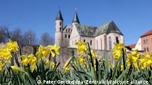 Osterglocken blühen auf der Grünfläche vor dem Kloster «Unser Lieben Frauen» in Magdeburg. Im Stadtgebiet und auf den kommunalen Friedhöfen wird der Frühling mit der Pflanzung von etwa 65 400 Blumen begrüßt. In Halle wurde kürzlich mit der Pflanzung von 35 500 Frühlingsblumen begonnen. (zu dpa: «Sechs Anzeichen für den Frühlingsanfang in Sachsen-Anhalt») +++ dpa-Bildfunk +++
