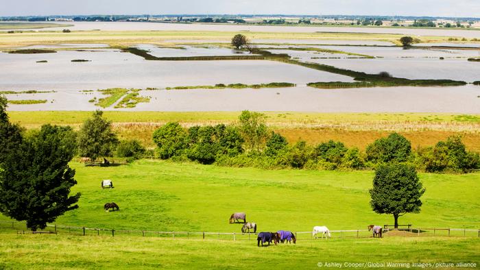 The Breach at Alkborough on the Humber Estuary in Eastern England, as cows graze nearby