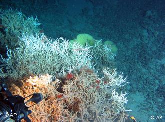 Korallen unter Wasser (Foto: AP)