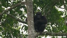 Protéger les gorilles des plaines des maladies au Congo-Brazzaville