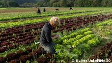 DEU , DEUTSCHLAND : Auszubildende / Lehrlinge auf einem Bio-Bauernhof ernten Salat , 22.09.2021 DEU , GERMANY : Apprentices on an organic growth farm are harvesting salad , 22.09.2021 *** DEU , DEUTSCHLAND Apprentices on an organic growth farm are harvesting salad , 22 09 2021 DEU , GERMANY Apprentices on an organic growth farm are harvesting salad , 22 09 2021 