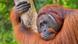 An orangutan sits in a tree An orangutan sits in a tree
