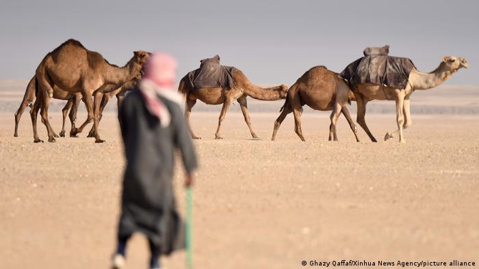 A man looks on as four camels walk past in the desert