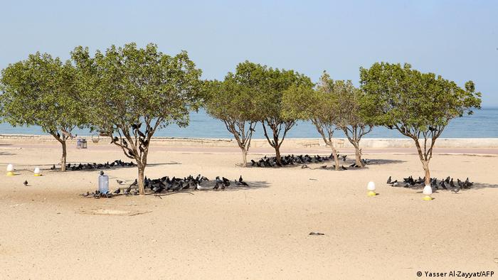 Pigeons take cover under the shade of trees on the seafront of Kuwait City 
