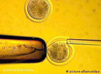 Microscope view of embryo research
