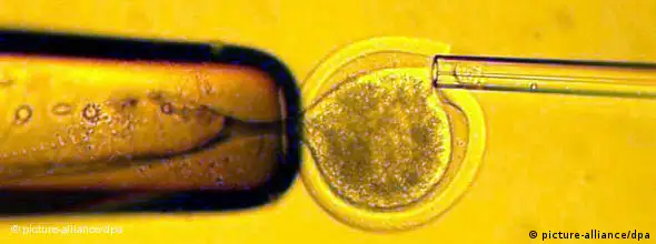 Symbolbild Klonen Embryonen Forschung PID NO FLASH