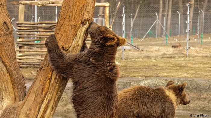 Die jungen Braunbären Popeye und Asuka haben jetzt in Thüringen ein neues Zuhause gefunden