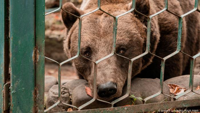 In diesen Tagen konnte auch Braunbär Vova aus der Region Khmelnitsky gerettet werden