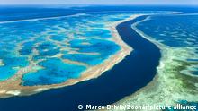 Gran Barrera de Coral de Australia sufre blanqueamiento masivo
