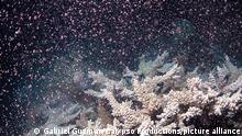 استراليا .. موجة ابيضاض تهدد الحاجز المرجاني العظيم