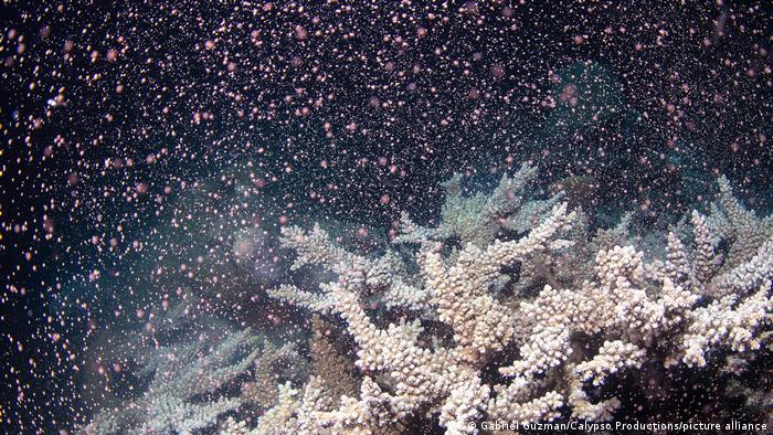 الحاجز المرجاني العظيم في استراليا