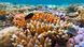 Arrecifes de coral vivos y peces tropicales en la Gran Barrera de Coral de Queensland, Australia. (Archivo) Arrecifes de coral vivos y peces tropicales en la Gran Barrera de Coral de Queensland, Australia. (Archivo)