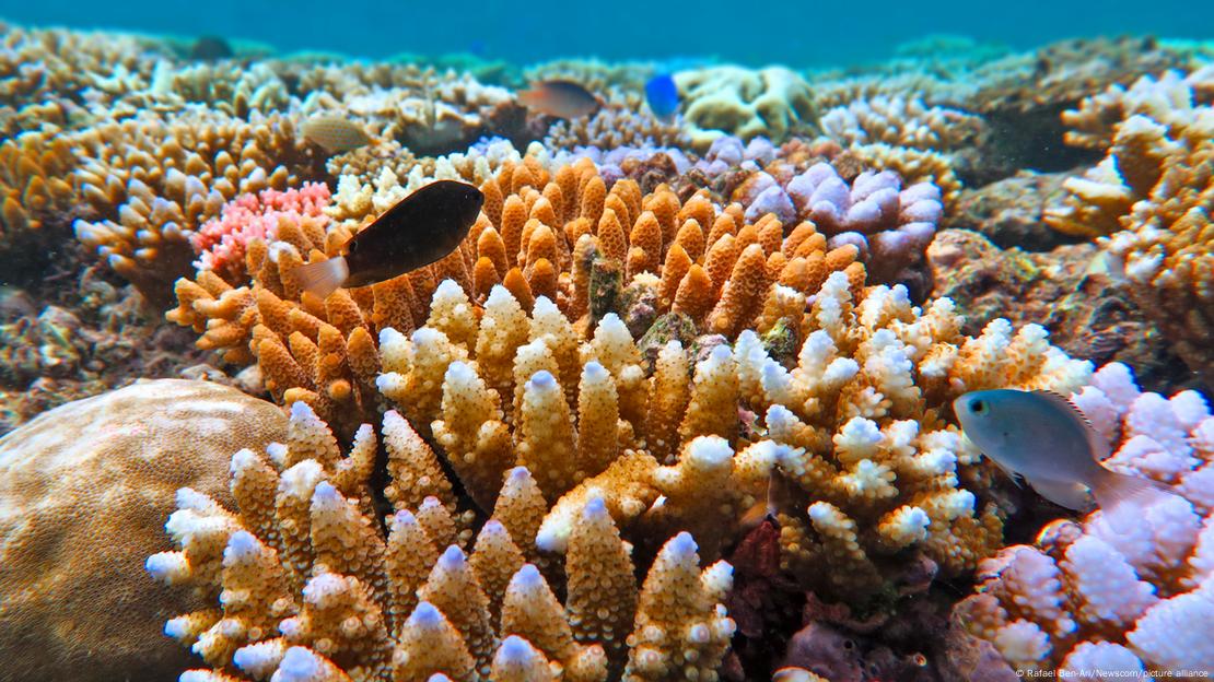 Recifes de corais vivos e peixes tropicais na Austrália Recifes de corais vivos e peixes tropicais na Austrália