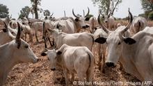 A file picture taken and released on February 22, 2017 shows cattle grazing at a field outside Kaduna. - The kidnapping gangs and cattle thieves are known to operate in northern Kaduna and Zamfara. In early May, 2018, about 100 people were abducted in just two days on a road near the border with Zamfara state. The situation has forced people in at least six villages in the area to abandon their homes. (Photo by STEFAN HEUNIS / AFP) (Photo credit should read STEFAN HEUNIS/AFP via Getty Images)