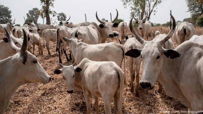 Cattle grazing in a field outside Kaduna, Nigeria