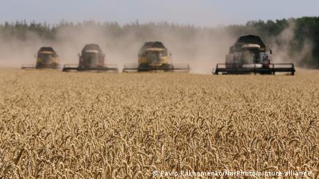 Wheat harvest in Ukraine