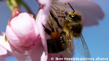 Фотографија на денот: Пчелите се загрозени
