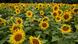 Sonnenblumen Sonnenblumen