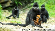 (220324) -- GUIYANG, March 24, 2022 (Xinhua) -- File photo taken on May 17, 2018 shows Francois' leaf monkeys in the Mayanghe National Nature Reserve in Guizhou Province, southwest China. Xiao Zhijin has been working in the Mayanghe National Nature Reserve for 33 years, researching and guarding Francois' leaf monkeys. Also known as Francois' langur, the species is one of China's most endangered wild animals and is under top national-level protection. It is also one of the endangered species on the International Union for Conservation of Nature red list. (Xinhua/Yang Wenbin)