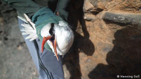A red-billed tropicbird in the hand of a conservationist