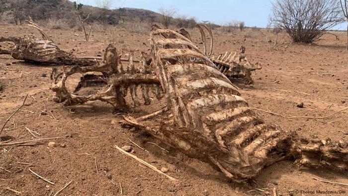 A dried-out animal carcass