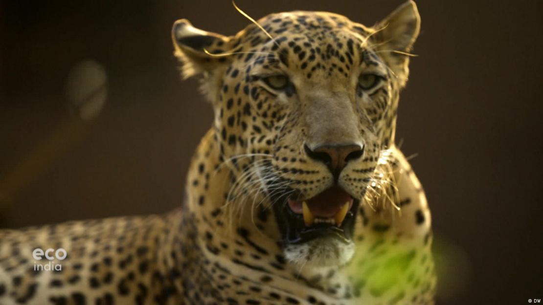 Leopardo en el Parque Nacional Sanjay Gandhi, India.