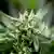 Symbolic photo of a cannabis plant