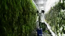 تقرير أممي: إضفاء الشرعية وكورونا زادا في تعاطي القنب الهندي