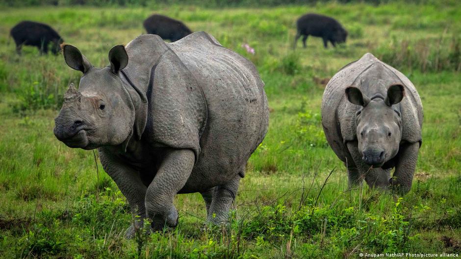 India sees surge in exotic wildlife smuggling | Asia | An in-depth look at news from across the continent | DW - Vimarsana News