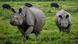 A one-horned rhinoceros walks with a calf at the Kaziranga National Park in the northeastern state of Assam, India A one-horned rhinoceros walks with a calf at the Kaziranga National Park in the northeastern state of Assam, India