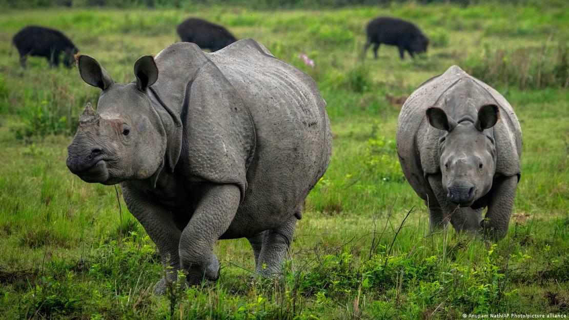 Rinocerontes-indianos no Parque Nacional de Kaziranga, Índia