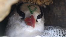 Klimawandel und Tourismus gefährden Vögel auf Kap Verde