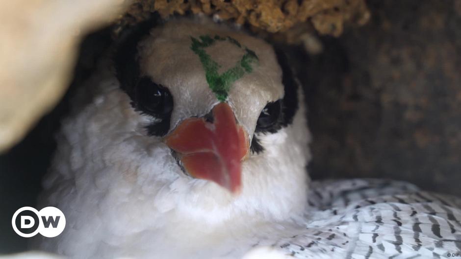 Klimawandel und Tourismus gefährden Vögel auf Kap Verde